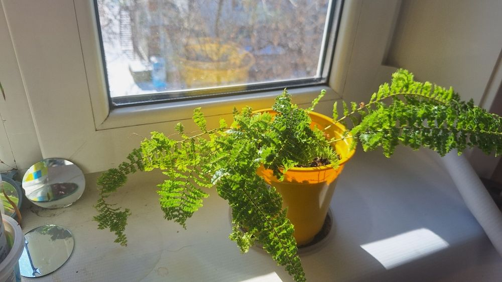 Папаратник цветок