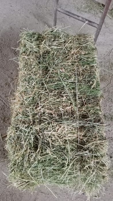 Жоңышқа дала шөп