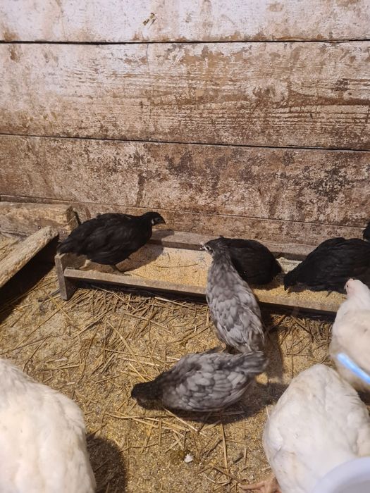 Pui Australorp albastru și negru
