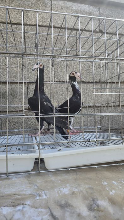 Голуби очень крупные