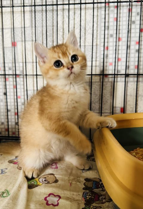 Zolotaya shinshilla N11 ogil bola