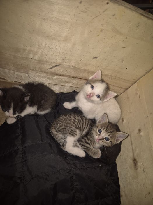 отдам котят в добрые руки
