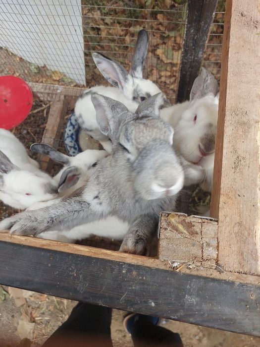 Quyonlar sotiladi /Кролики хорошо ухоженные