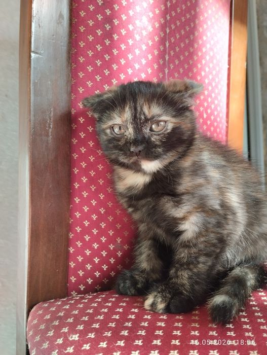 Вислоухие котята