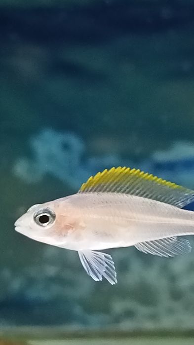 Мальки Неолампрологус крапчатохвостый