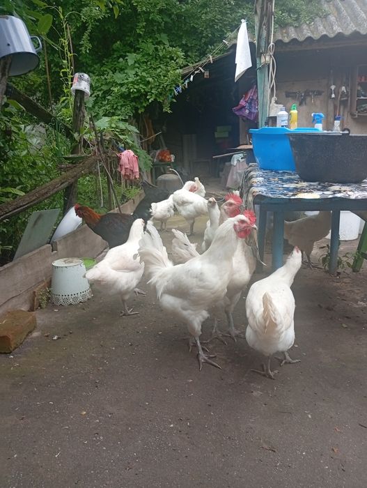 Cocoșeii de LaBresse