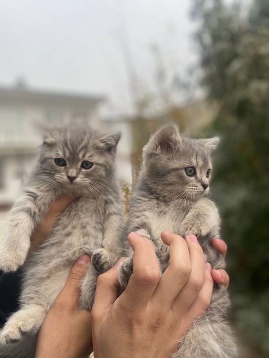 Scotish stright кошки