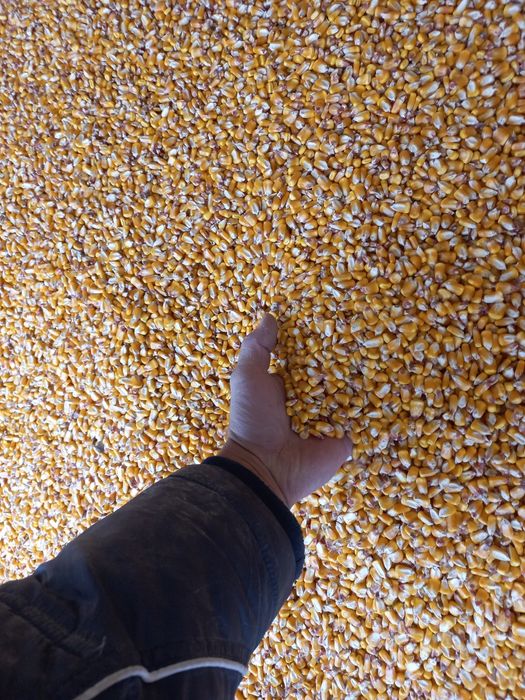 Porumb calitate deosebita grau ,tarate ,uruiala,floare,mazare