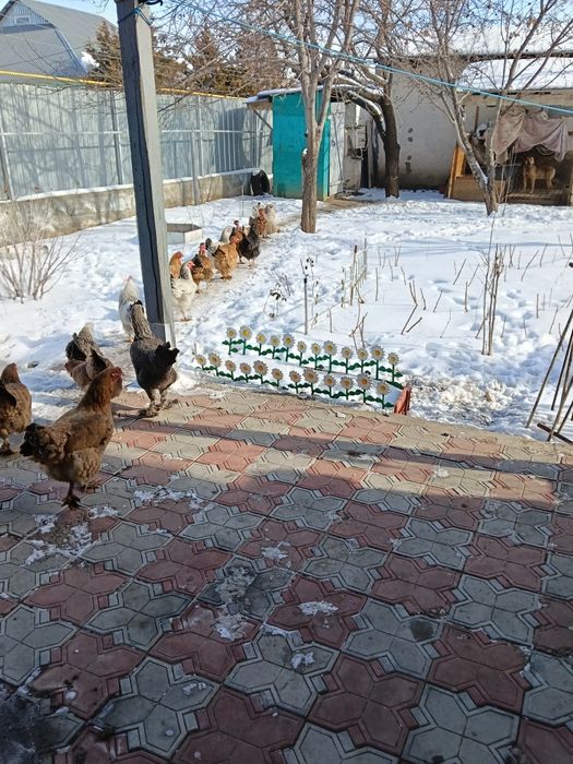 Продам курей. Домашние,
