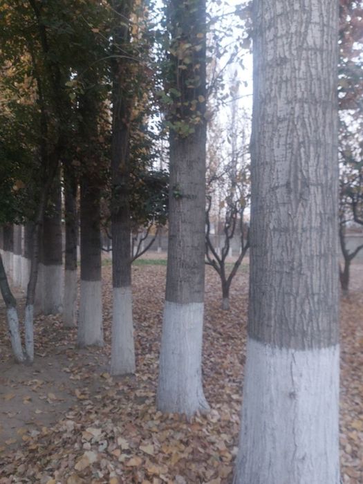 Ховлида 60 та терак бор .сотилади.40 та пилорамага тушади