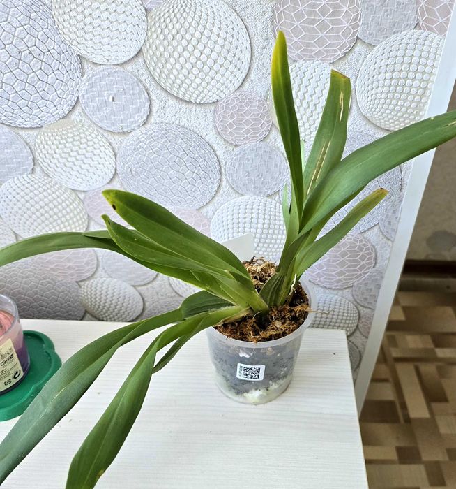 Комнатные цветы Орхидеи.