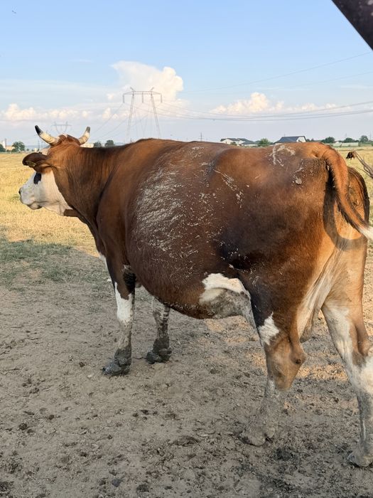 Vand vaca baltata romaneasca