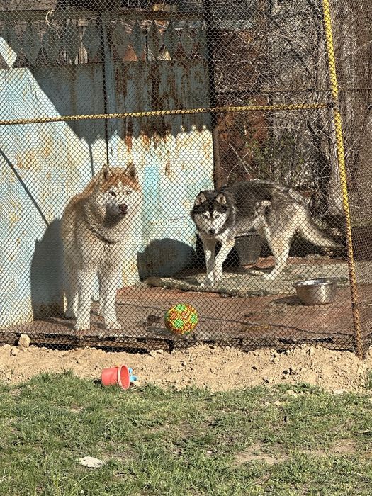 Хаский 8/9 айлык