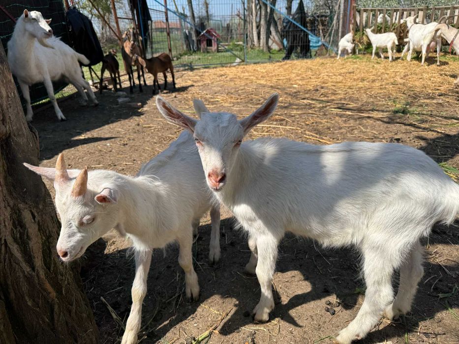 Vand  6 capre rasa Zane si un tap rasa Zane