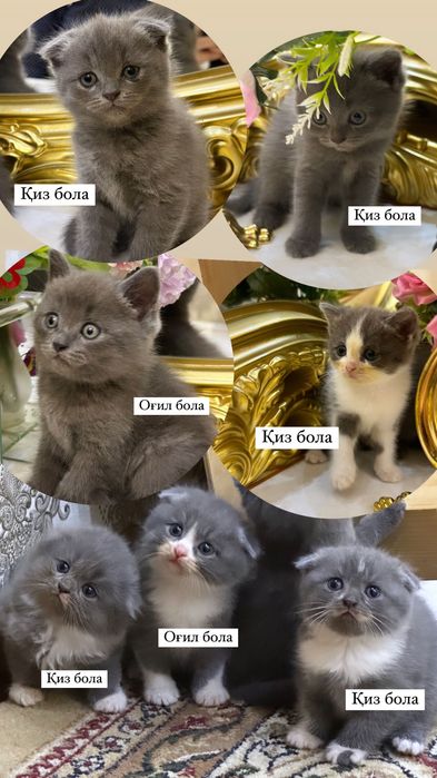 Британский скоттиш фолд и страйт