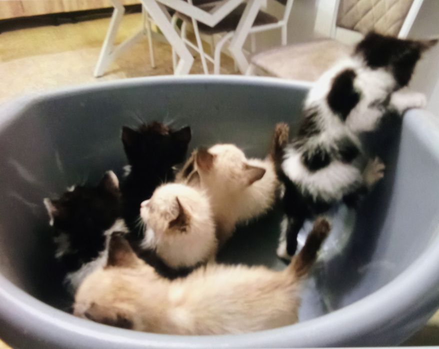 Отдам котят бесплатно