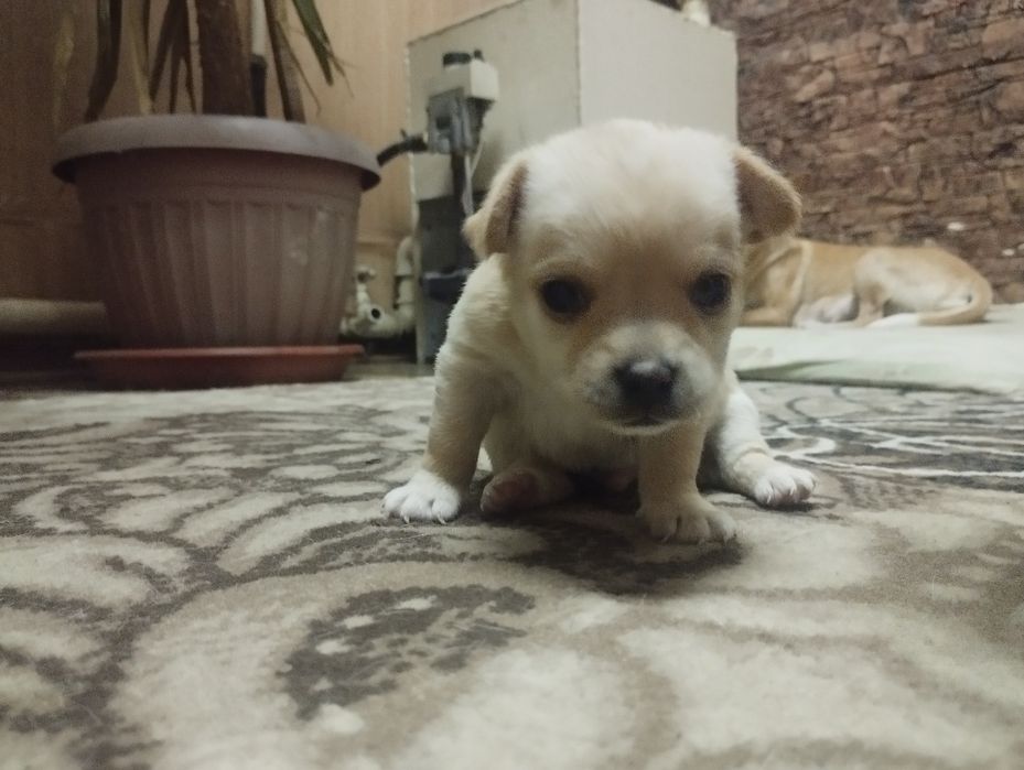 Продаются щенки чихуахуа