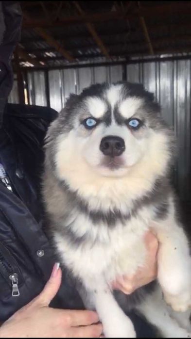 Трехмесячная красотка хаски