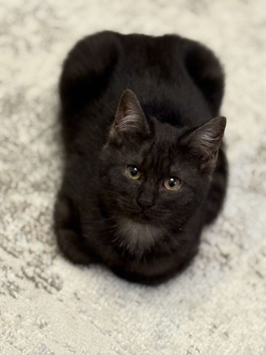 Котята ищут новый дом