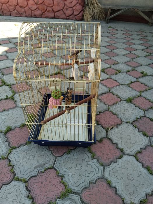 Клетка для попугаев