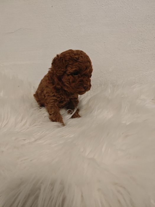 Той пудел женско/toy poodle