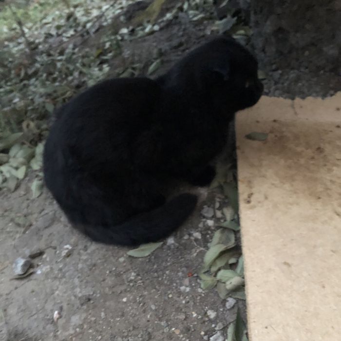 Животные. Кошки.