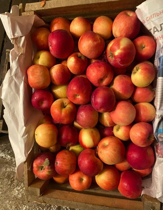 Продам яблоки сорт Айдорлет