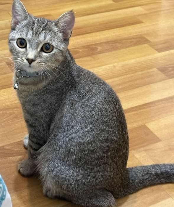 Кошка шотладская