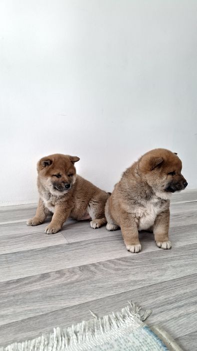 Щенки породы Сиба-ину