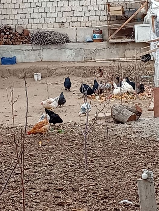 Tovuqlar tuxumga kirgan.
8-9oylik .Hammasi tuxumga kirgan.
Hozirda tux