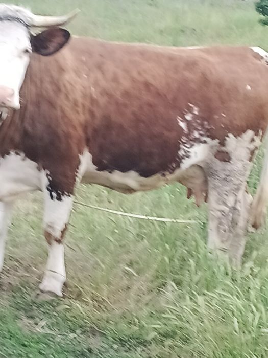 Vaca de vânzare  de trei ani