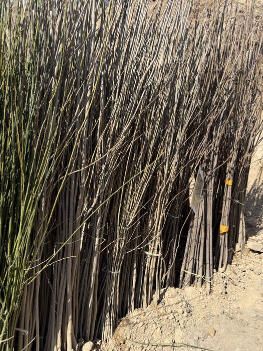 Mevaliy va dekarativniy kochatlar  6 000 so’m  kamida 100 ta olganga