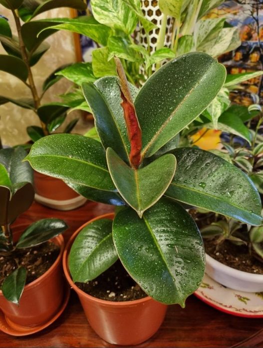 Продаётся Фикус эластика