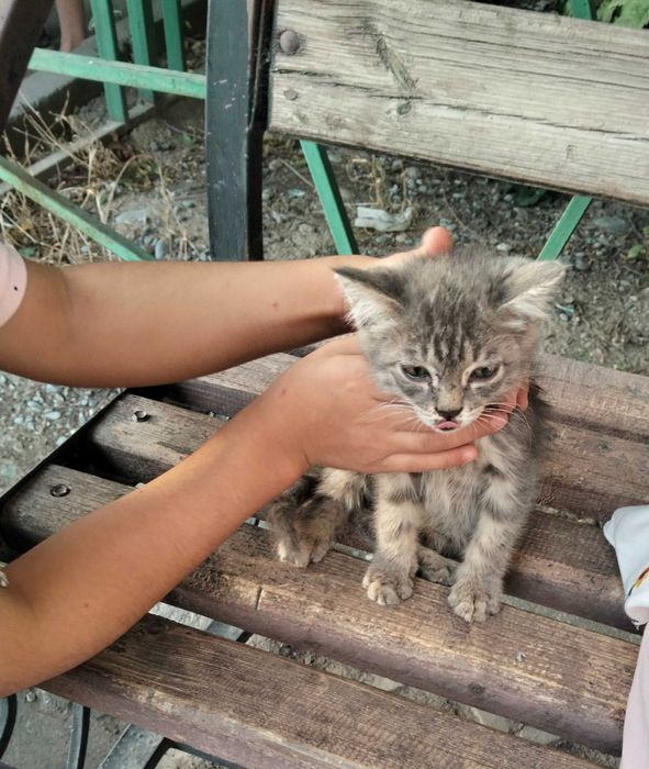 Котенок в добрые руки