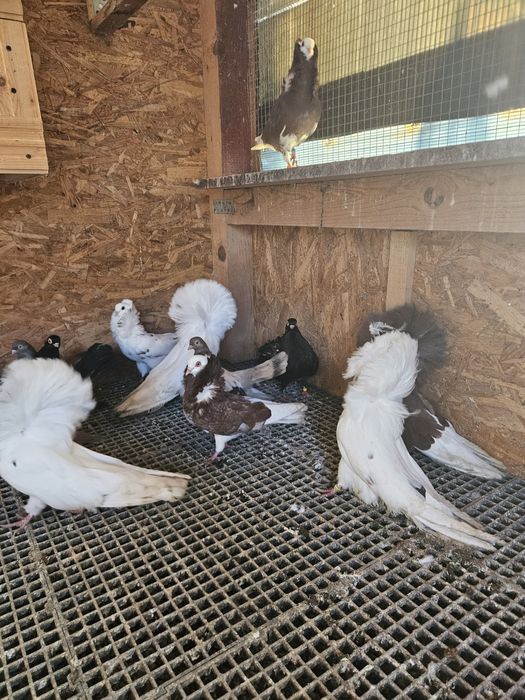 Vand  Porumbei generații 2024 si 2025  intre 30 si 80  lei bucata