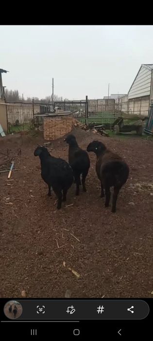 Куй кузи 3 та ургочи