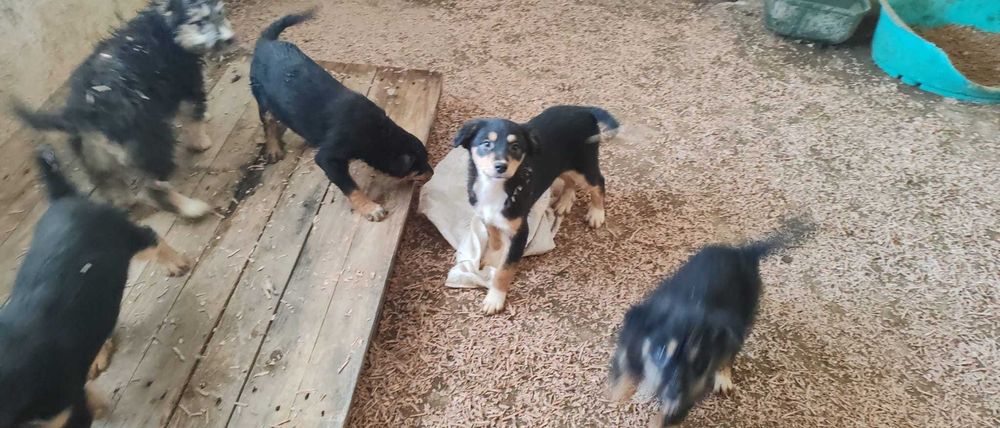 6 puiuti de 4-5 luni si mamica lor isi cauta casuta