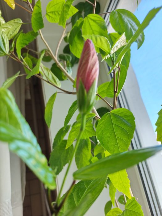 Продам дерево гибискус -роза