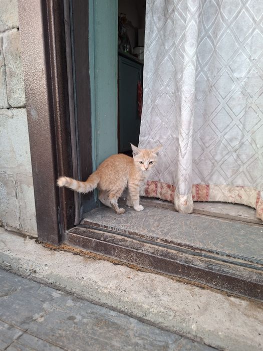 Отдам котят  в хорошие руки