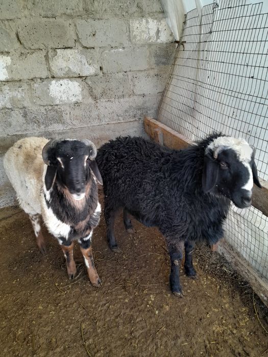 Qochqorlar sotiladi kelishilgan holda