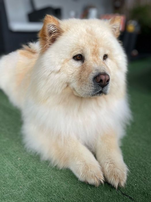 Salon frizerie canina DogMery Pet