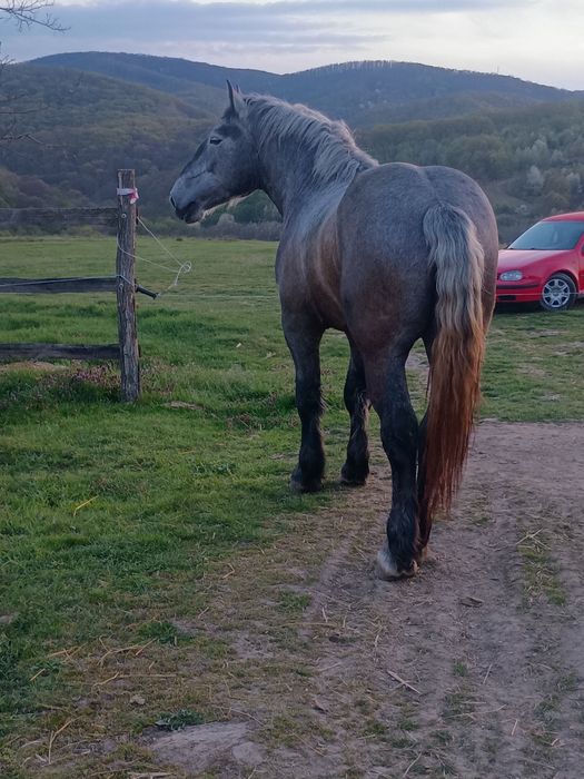 Vând mânz percheron 3 ani