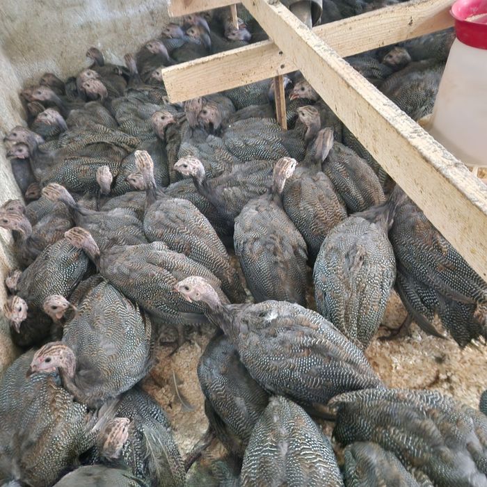 Bibilici de carne și ouă puicute