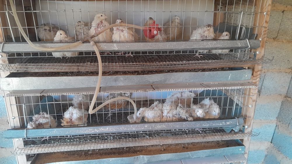 Бөдене сатылады парода техас