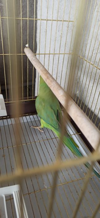 Ожереловый попугай