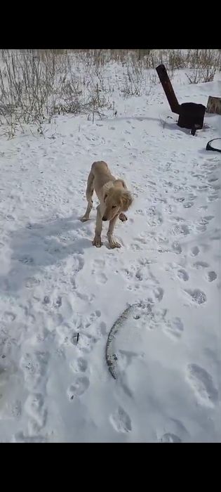 Қаны таза Тазы...