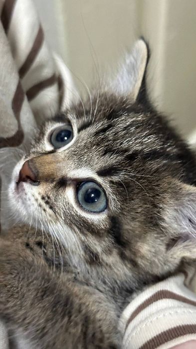 Котята, домашние, для пристройства, 1,5 месяца