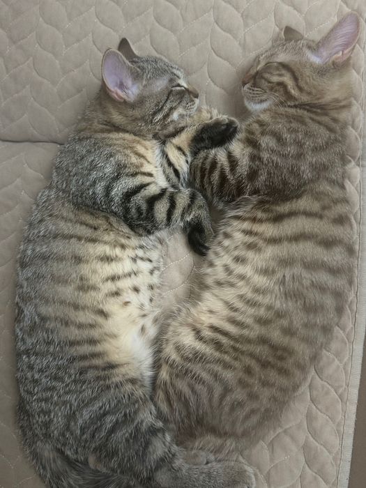 Продам 2 котят 4 месяца