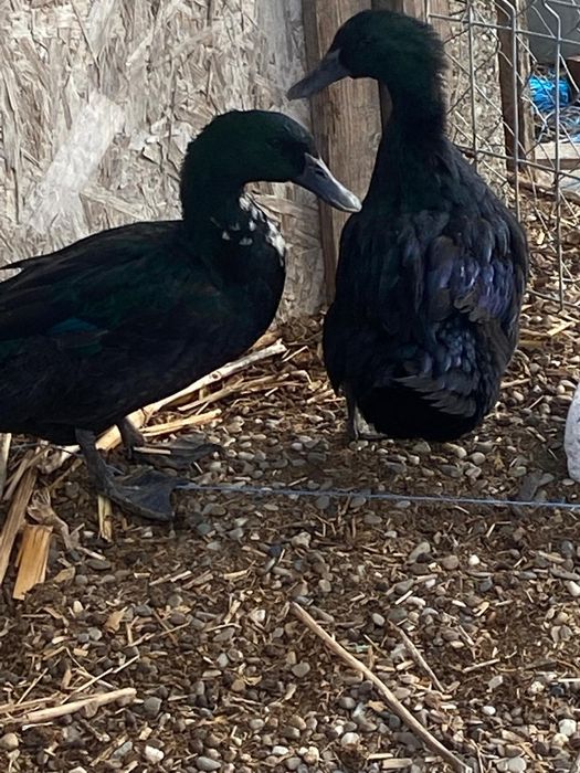 pareche de rată si ratoi cayuga,