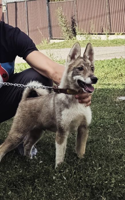 Продам лайки щенки